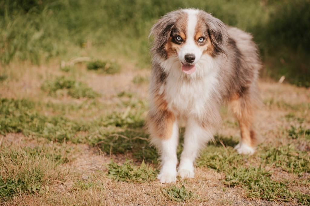 Oliver, a Adoptable Australian Shepherd in Newberg, OR image 4/6