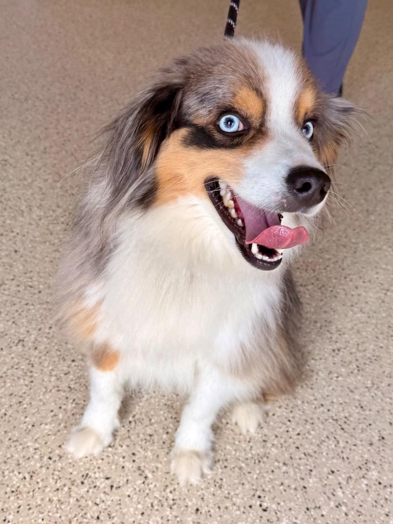 Oliver, a Adoptable Australian Shepherd in Newberg, OR image 5/6