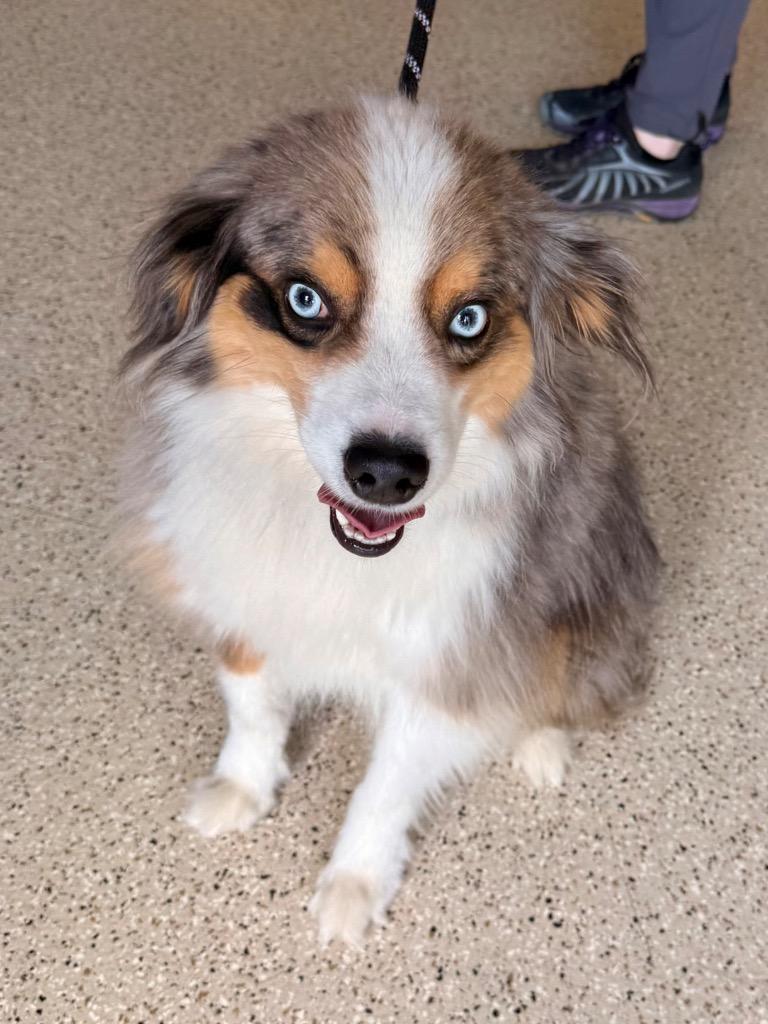 Oliver, a Adoptable Australian Shepherd in Newberg, OR image 6/6