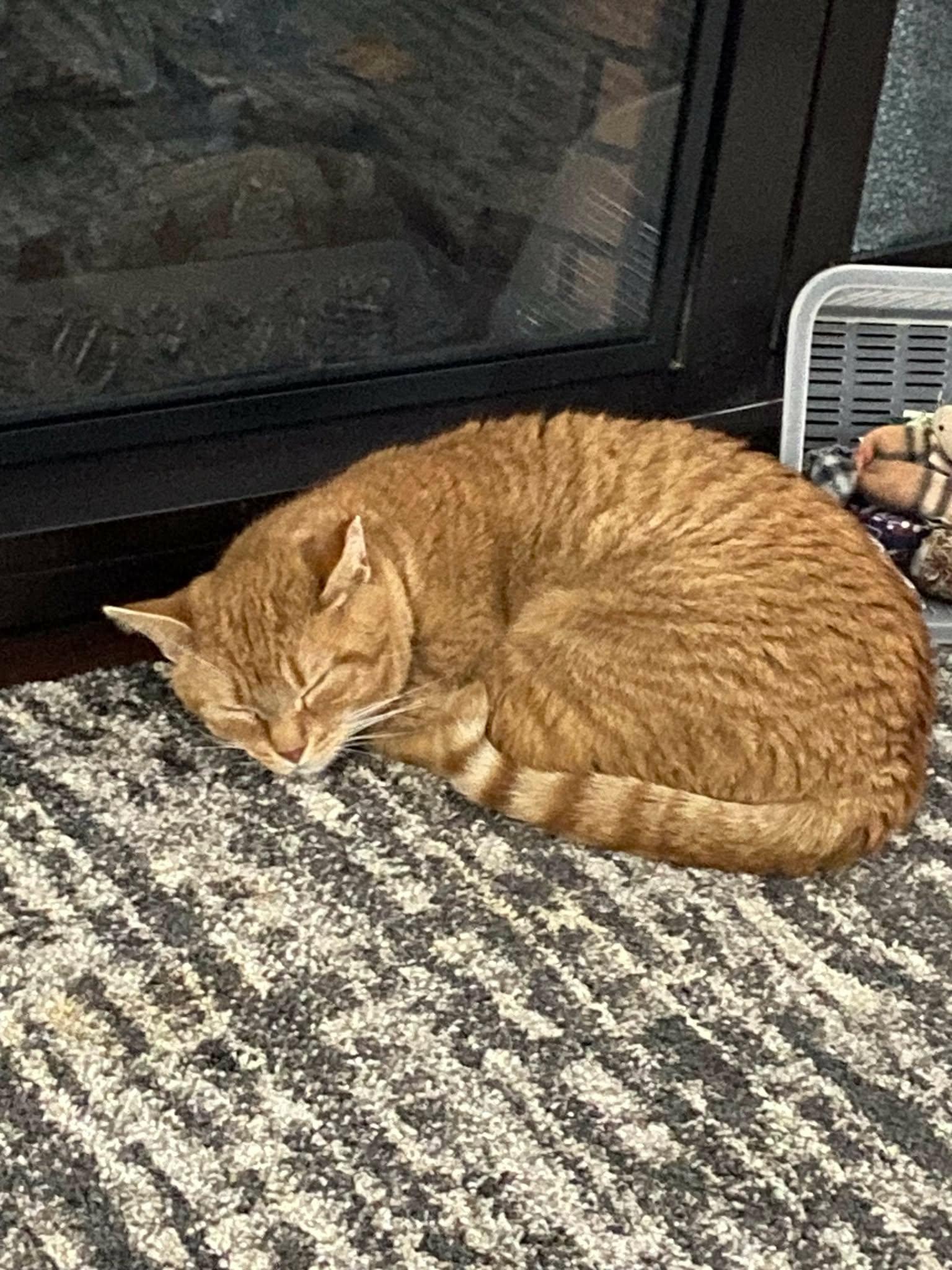 Enlarge Rory, a ADOPTABLE Domestic Short Hair in Shakespeare, ON image 6/6
