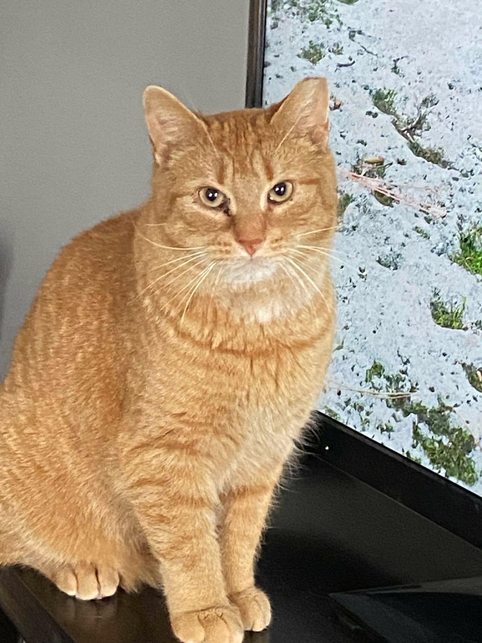 Enlarge Rory, a ADOPTABLE Domestic Short Hair in Shakespeare, ON image 1/6