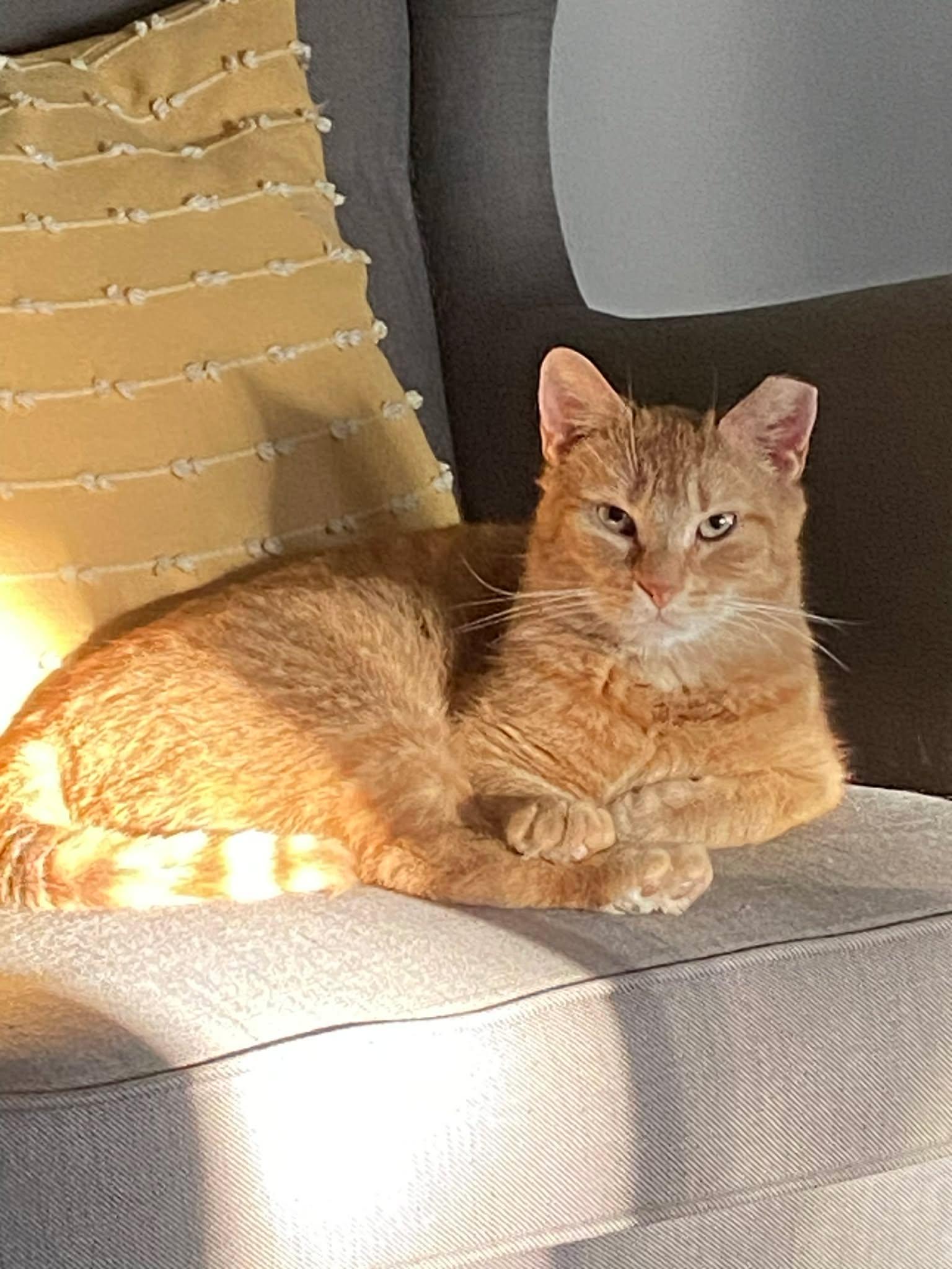 Enlarge Rory, a ADOPTABLE Domestic Short Hair in Shakespeare, ON image 4/6