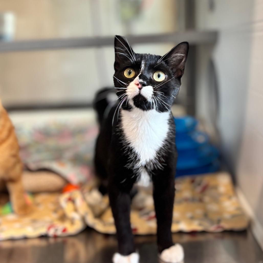 Fred, Adoptable, Young Male Domestic Short Hair.