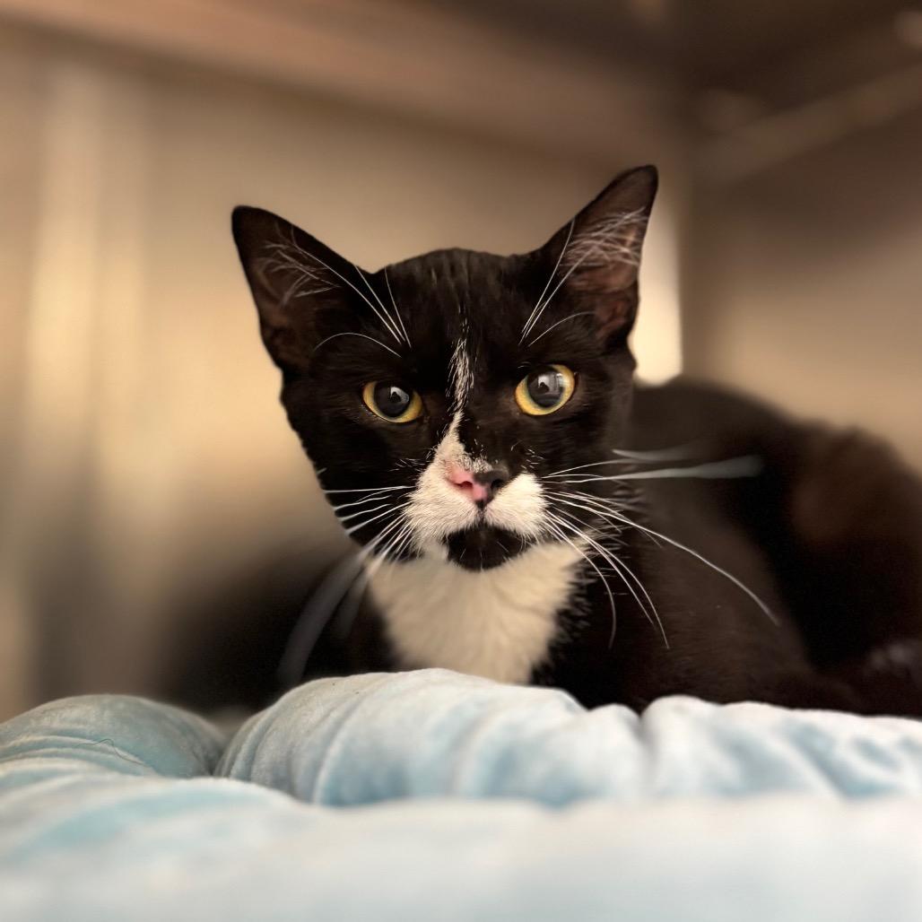 Enlarge Fred, a Adoptable Domestic Short Hair in Nashville, IN image 2/3