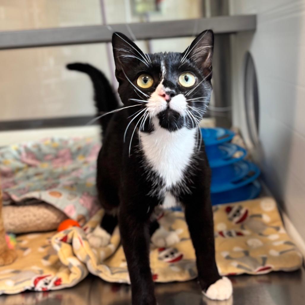 Enlarge Fred, a Adoptable Domestic Short Hair in Nashville, IN image 3/3