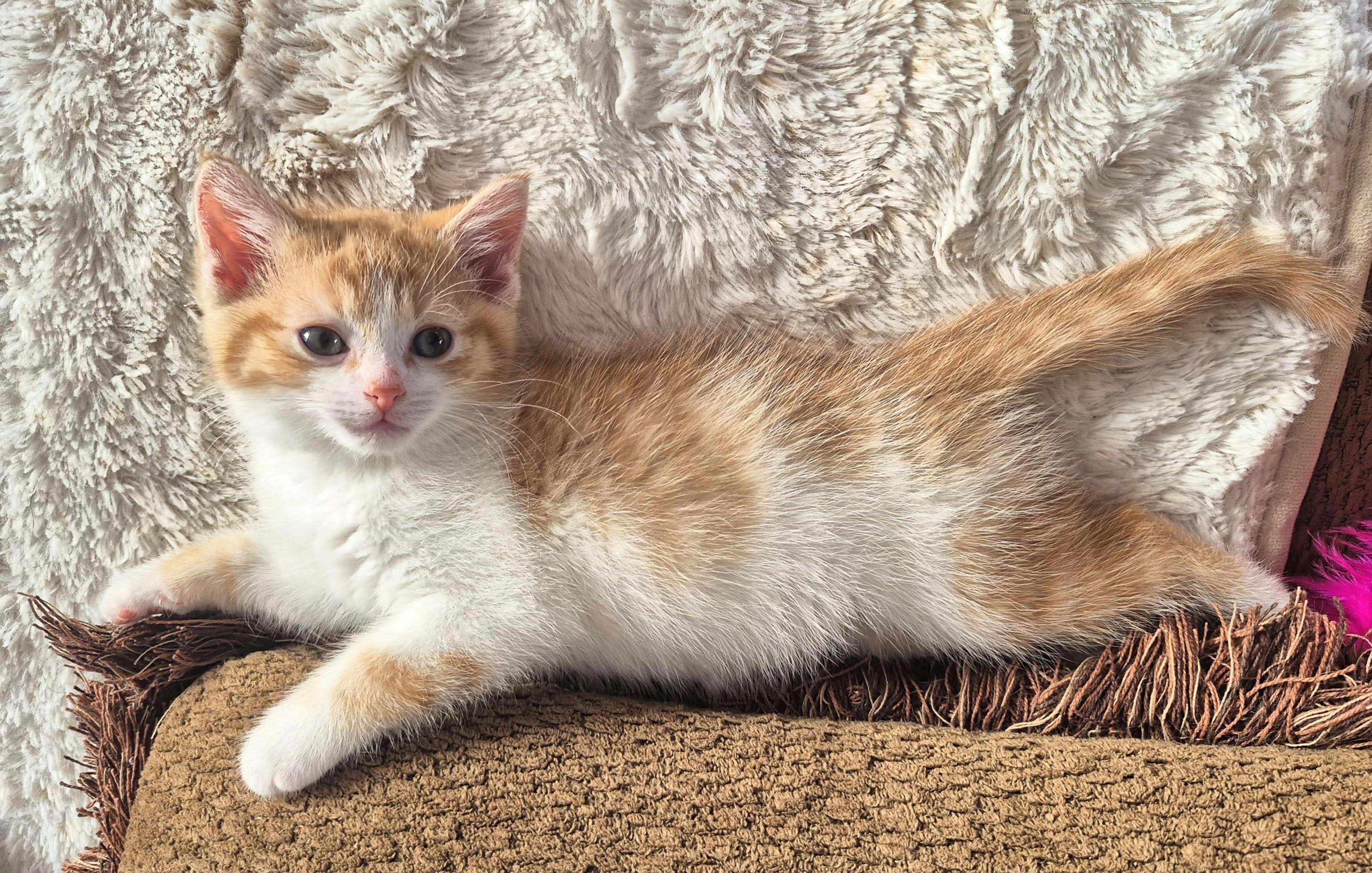 Enlarge Rudy, an adopted Domestic Short Hair in Winnipeg, MB image 5/6