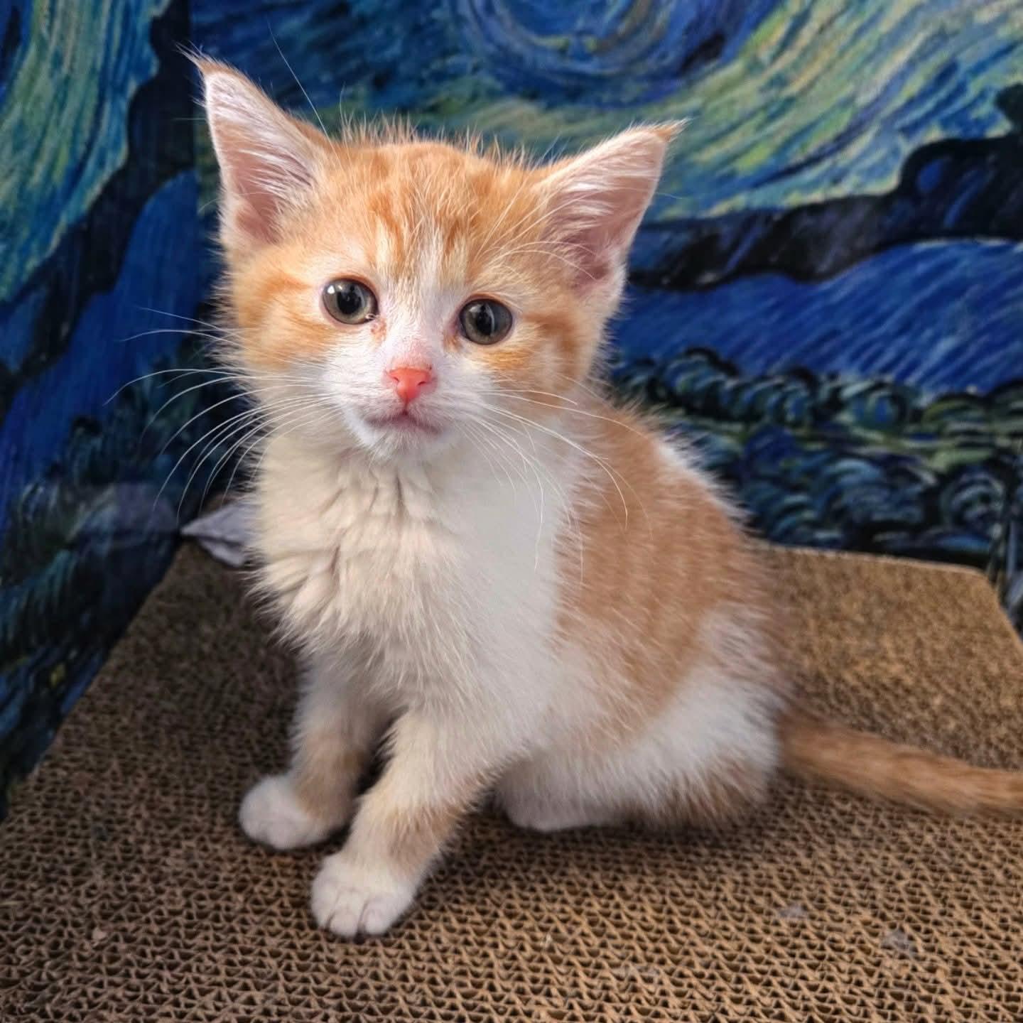 Rudy, adopted, Kitten Female Domestic Short Hair.