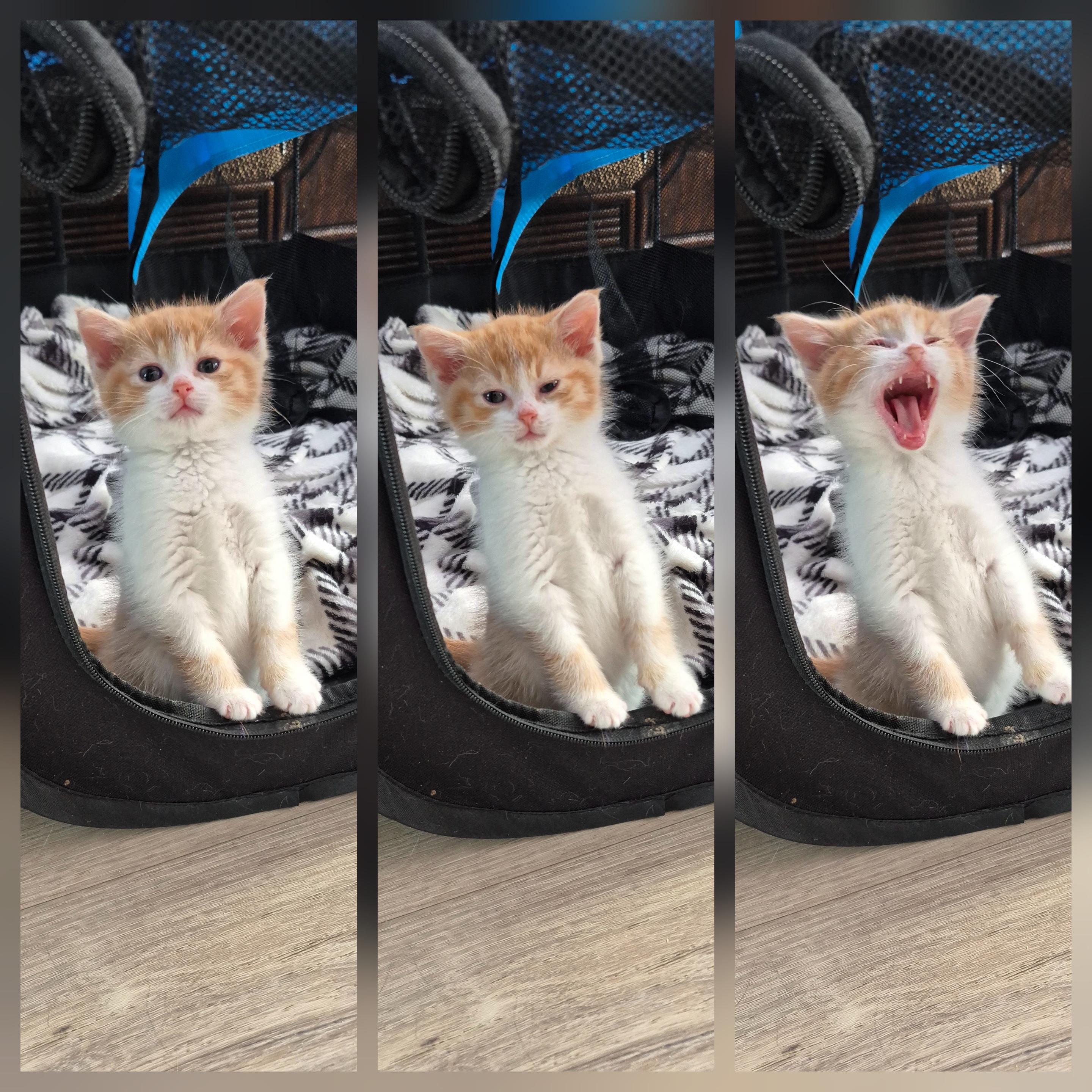 Enlarge Rudy, an adopted Domestic Short Hair in Winnipeg, MB image 3/6