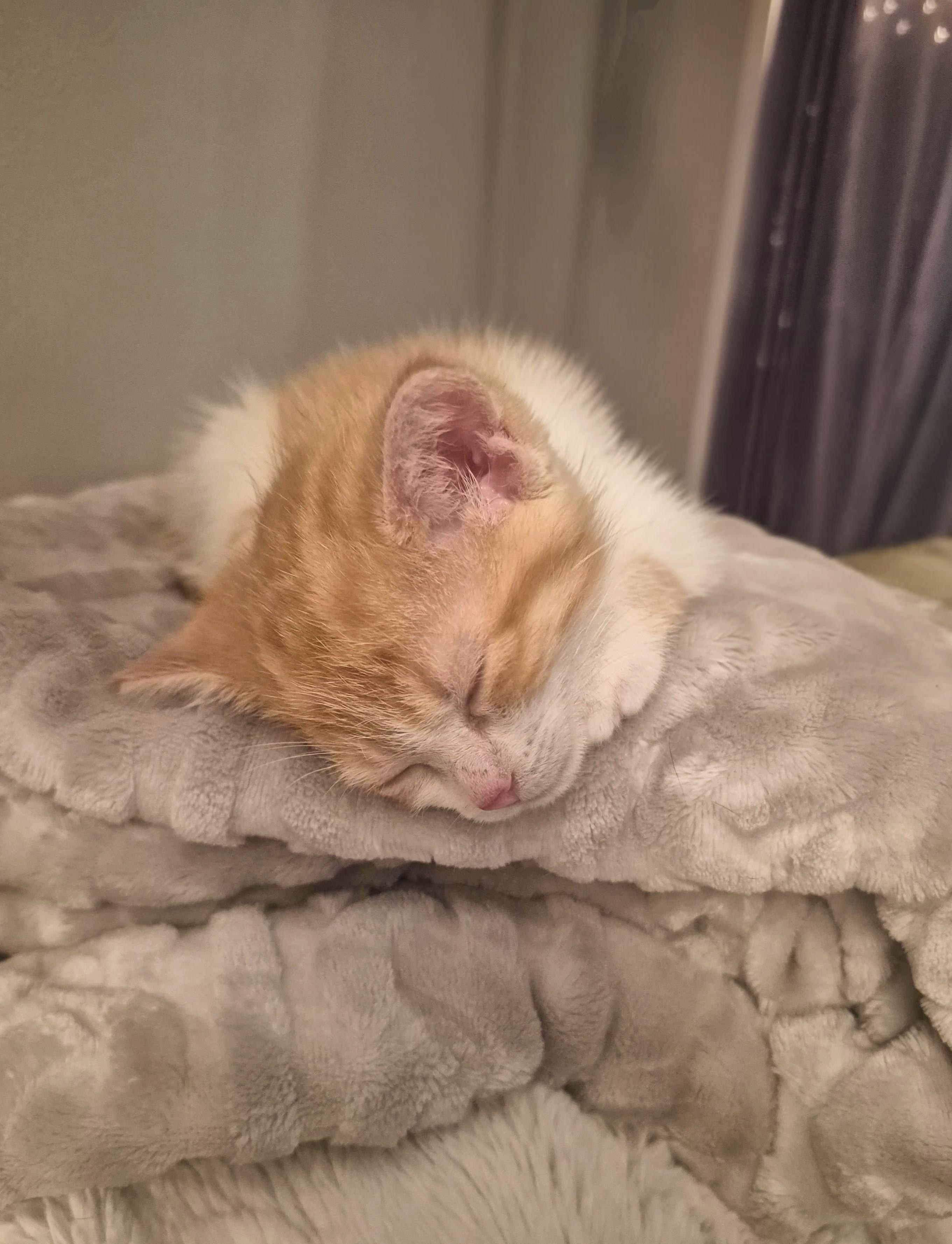 Enlarge Rudy, an adopted Domestic Short Hair in Winnipeg, MB image 4/6