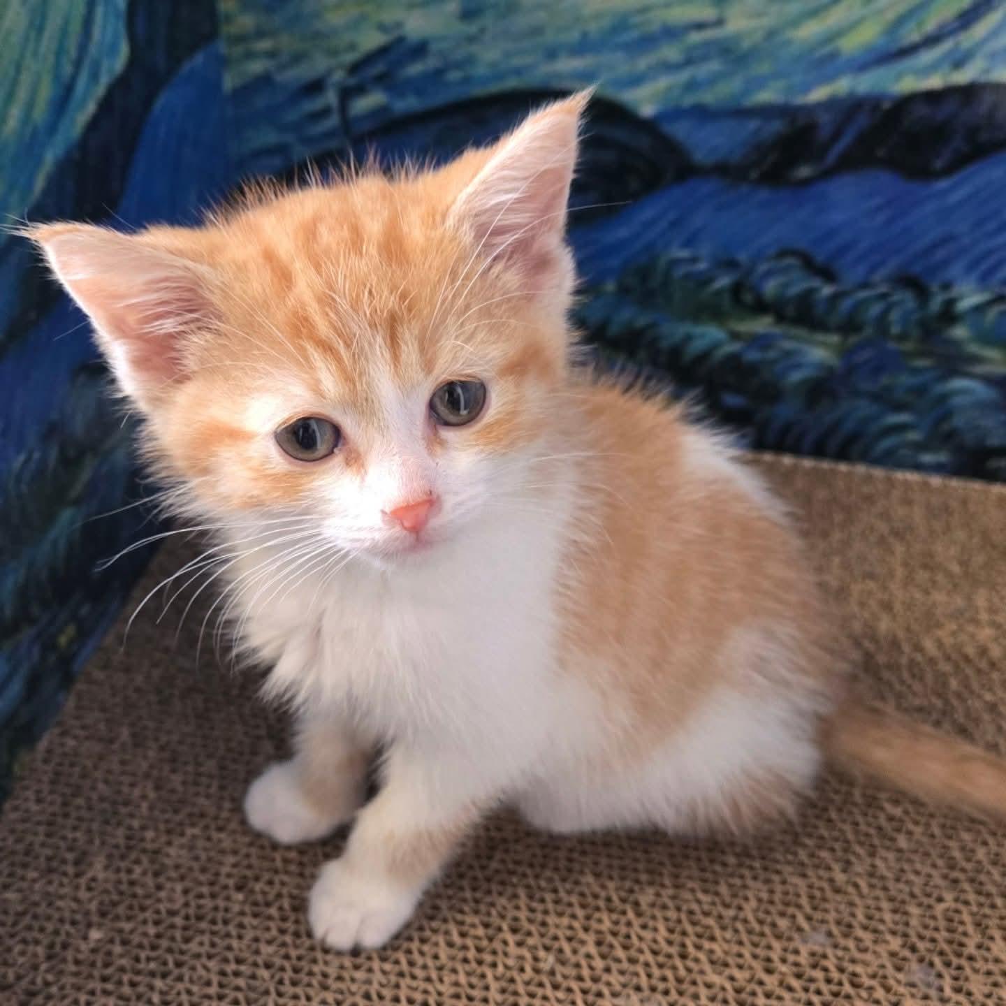 Enlarge Rudy, an adopted Domestic Short Hair in Winnipeg, MB image 2/6