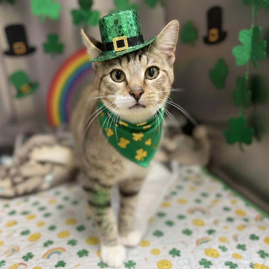 Enlarge Drizzle, a Adoptable Domestic Short Hair in Bryan, TX image 1/2