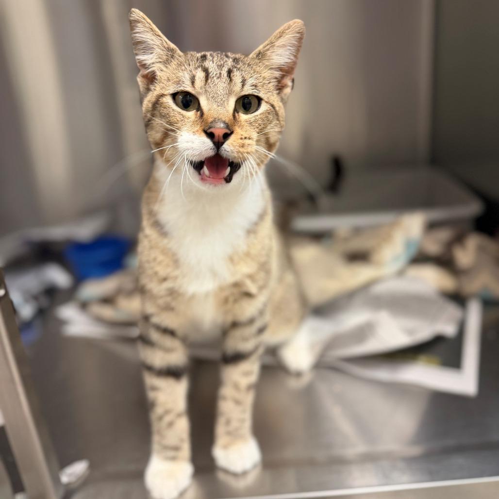 Enlarge Drizzle, a Adoptable Domestic Short Hair in Bryan, TX image 2/2