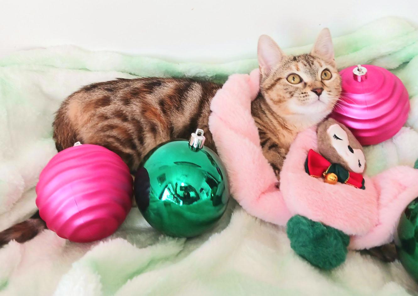 Ivy Snugglepaws thumbnail 2