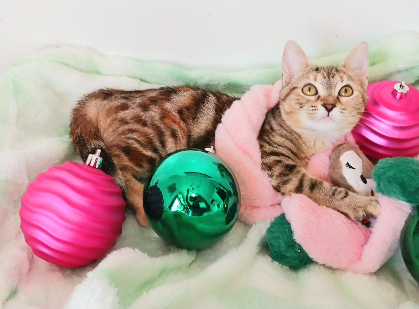 Ivy Snugglepaws thumbnail 3