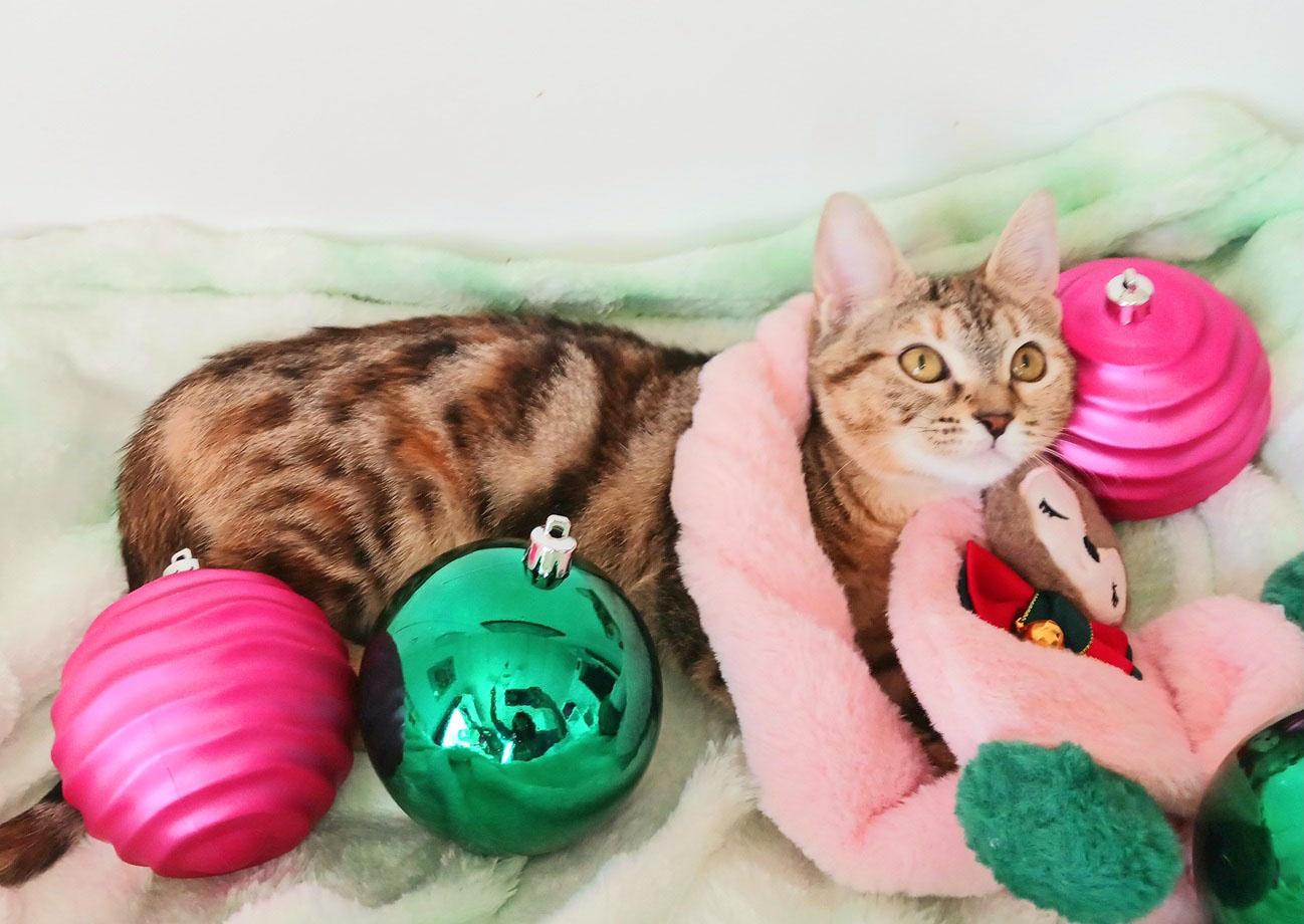 Ivy Snugglepaws thumbnail 4