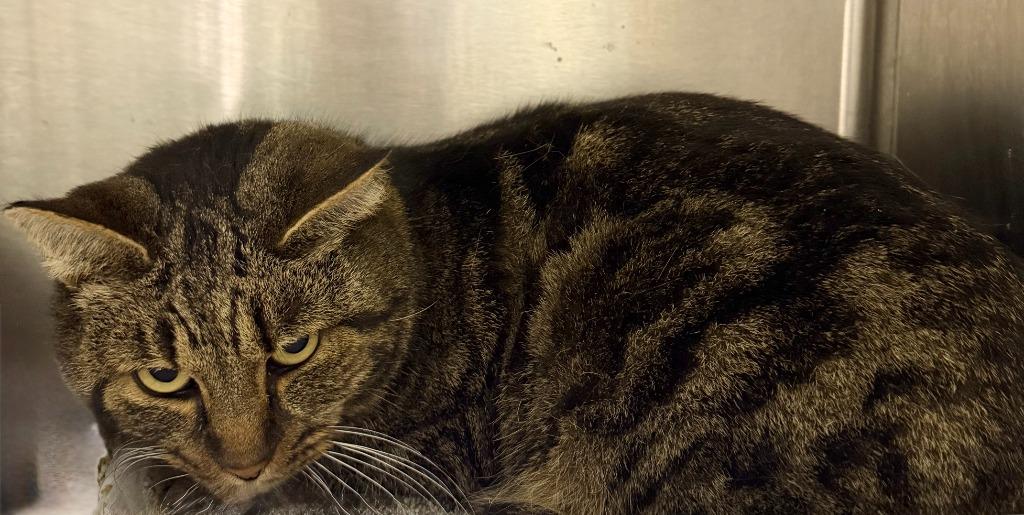 Indy, Adoptable, Adult Male Domestic Short Hair.