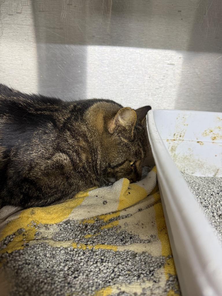 Enlarge Indy, a Adoptable mixed breed in Lagrange, IN image 2/2