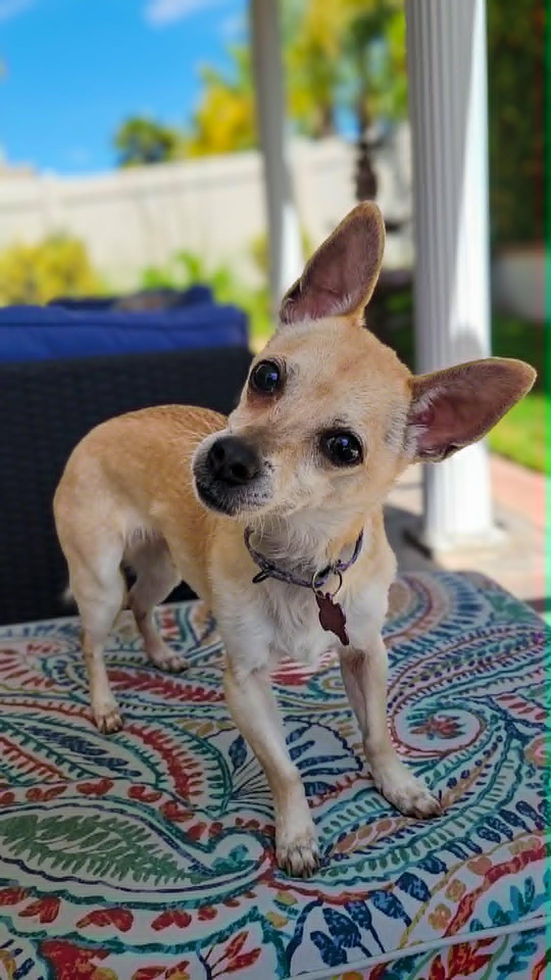 Enlarge Pops, a ADOPTABLE mixed breed in Temecula, CA image 5/6
