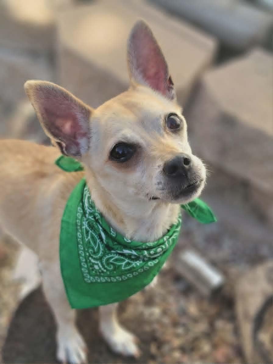 Enlarge Pops, a ADOPTABLE mixed breed in Temecula, CA image 1/6