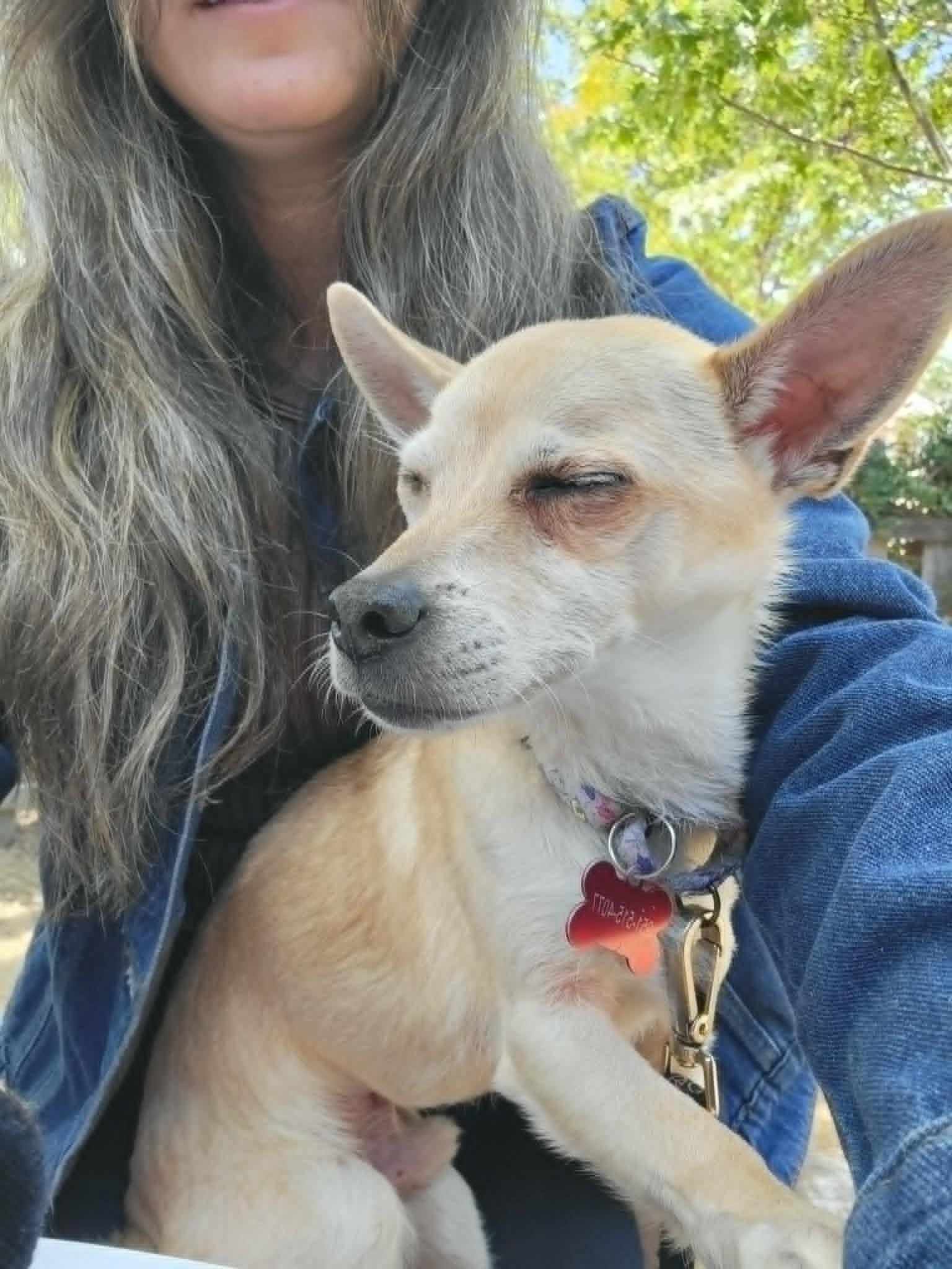 Enlarge Pops, a ADOPTABLE mixed breed in Temecula, CA image 4/6