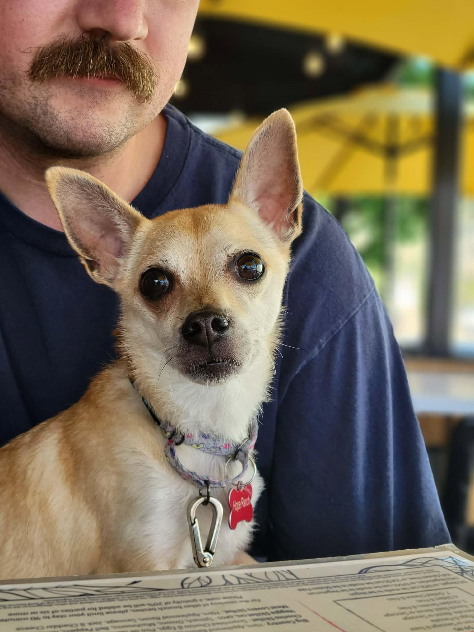 Pops, adoptable, Adult Male Chihuahua.