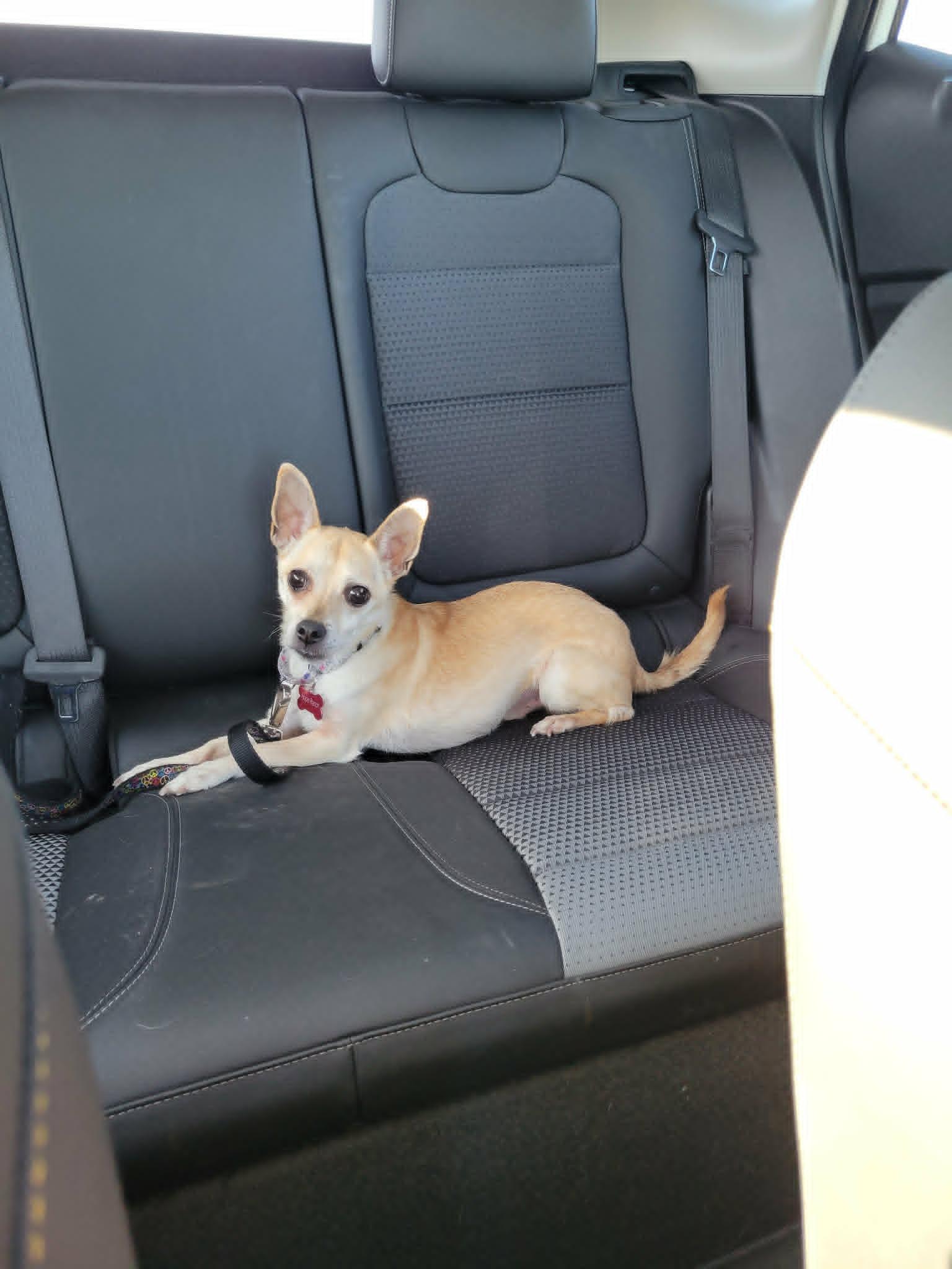Enlarge Pops, a ADOPTABLE mixed breed in Temecula, CA image 3/6