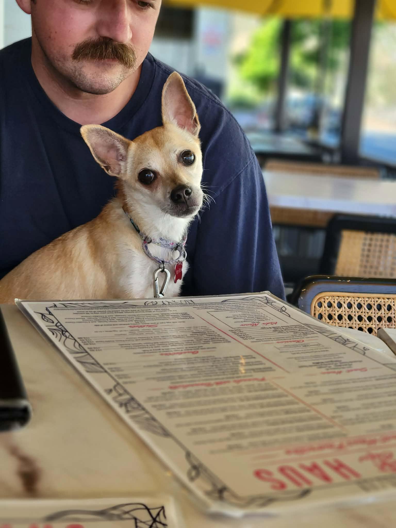 Enlarge Pops, an adoption pending mixed breed in Temecula, CA image 6/6