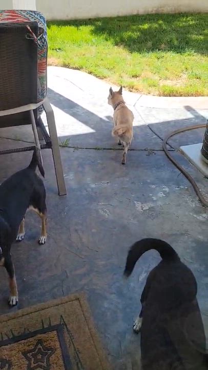 Enlarge Pops, a ADOPTABLE mixed breed in Temecula, CA video 2/6