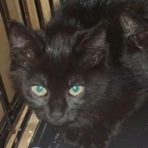 Lola, Adoptable, Adult Female Domestic Short Hair.