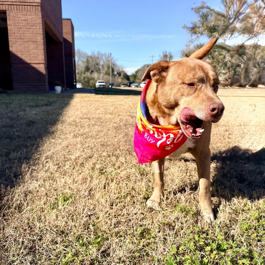 Gustav — thumbnail 4