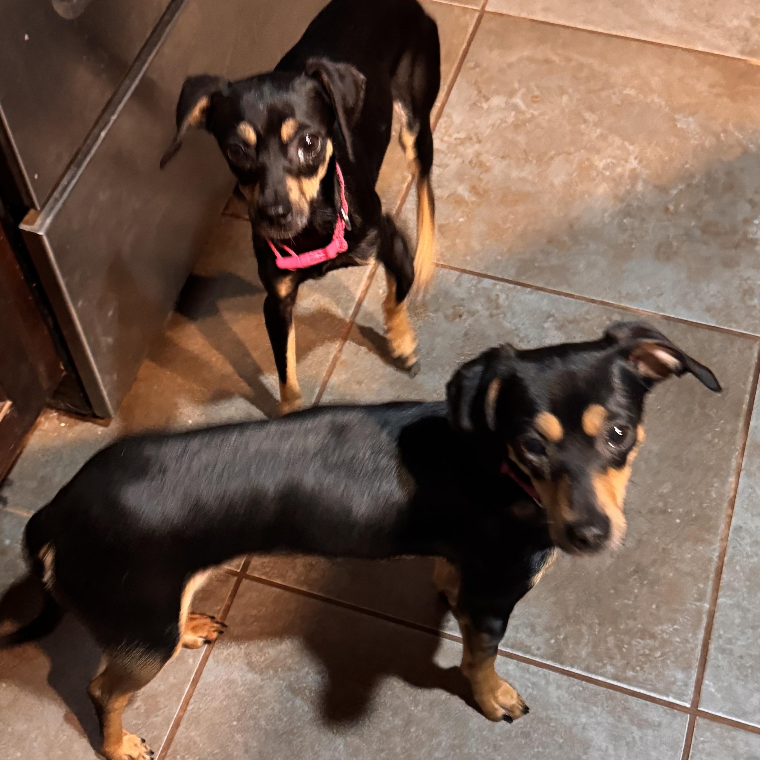 Enlarge Bee, an adopted Chiweenie in Yukon, OK image 3/3