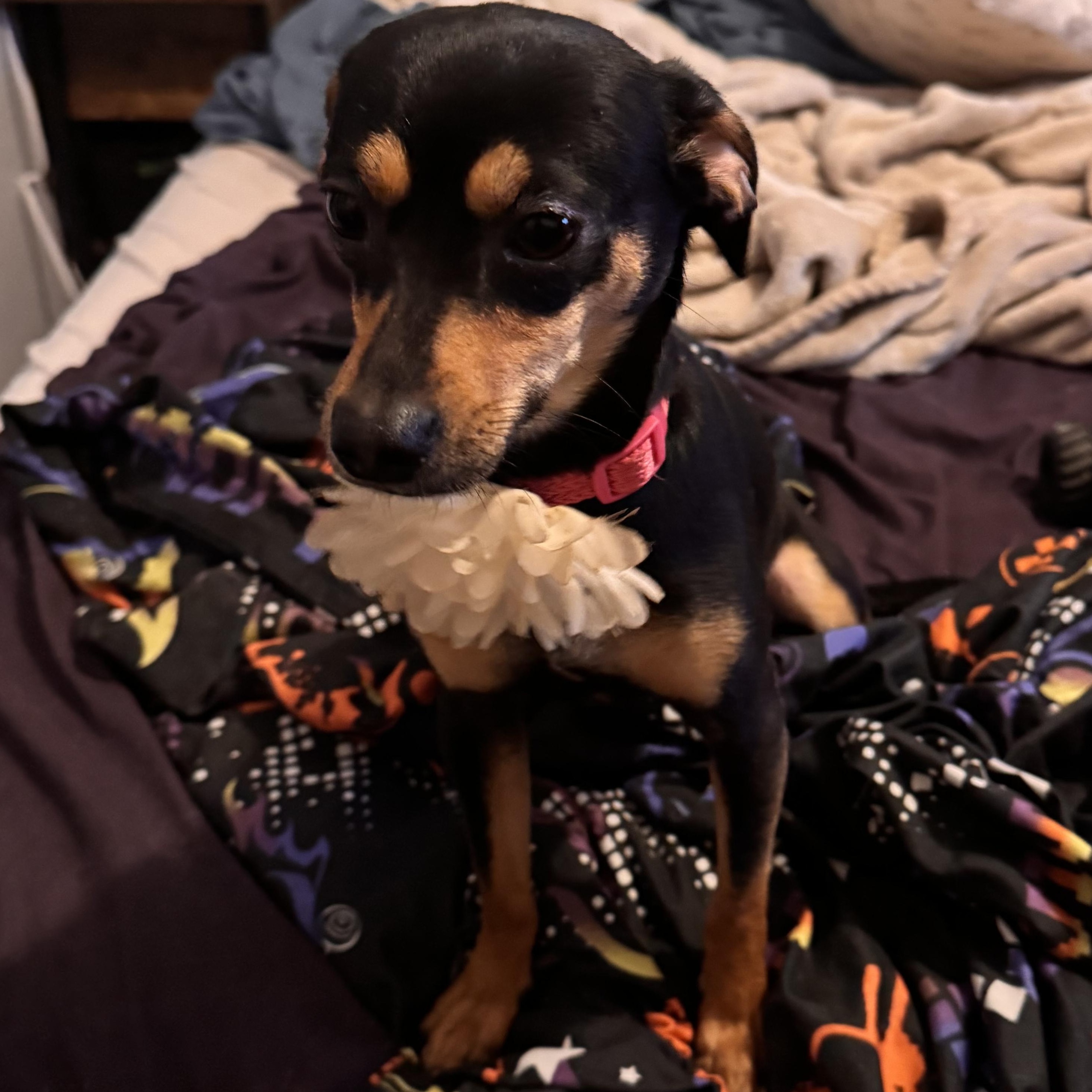 Enlarge Bee, an adopted Chiweenie in Yukon, OK image 2/3