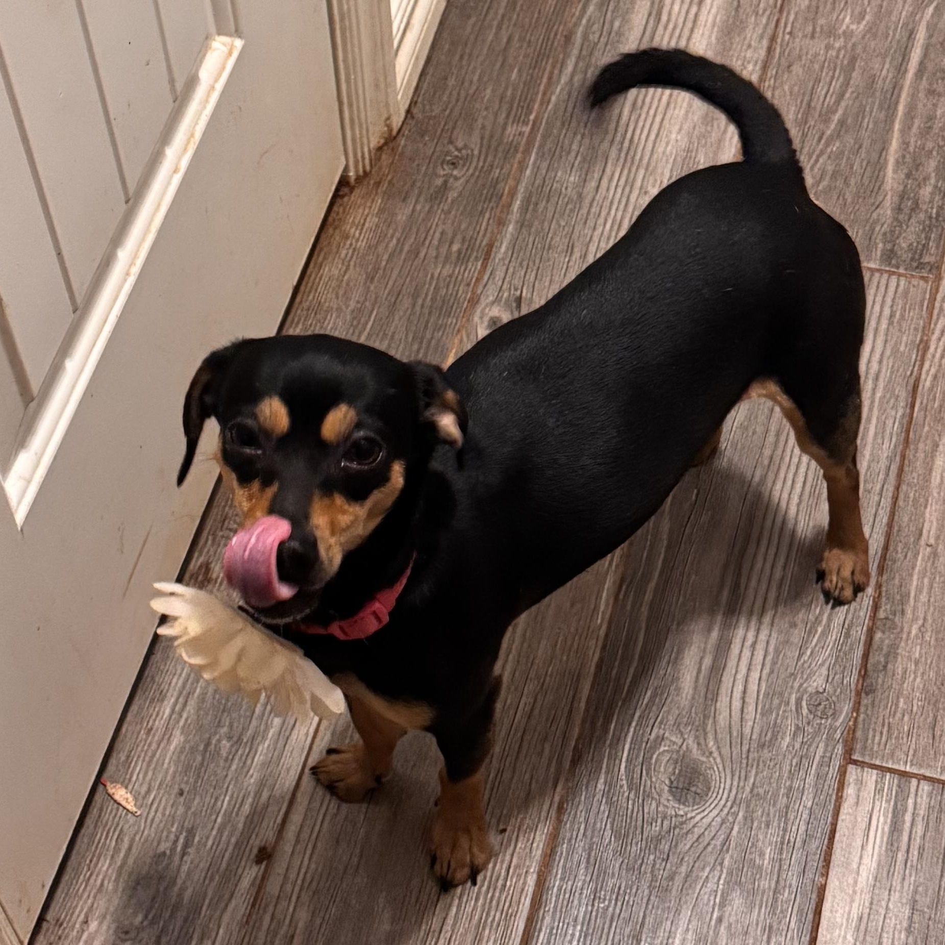 Enlarge Bee, an adopted Chiweenie in Yukon, OK image 1/3