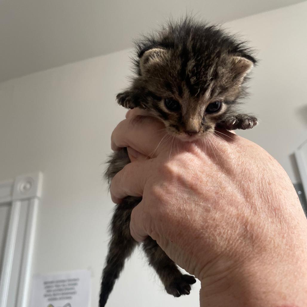 Enlarge Brayden, a Adoptable Domestic Short Hair in St. Louis, MO image 1/2