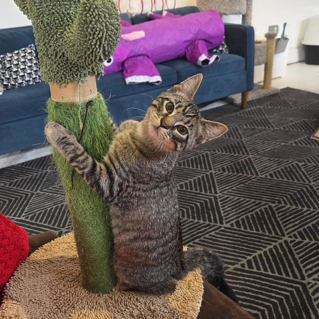 Enlarge Brayden, a Adoptable Domestic Short Hair in St. Louis, MO image 2/2