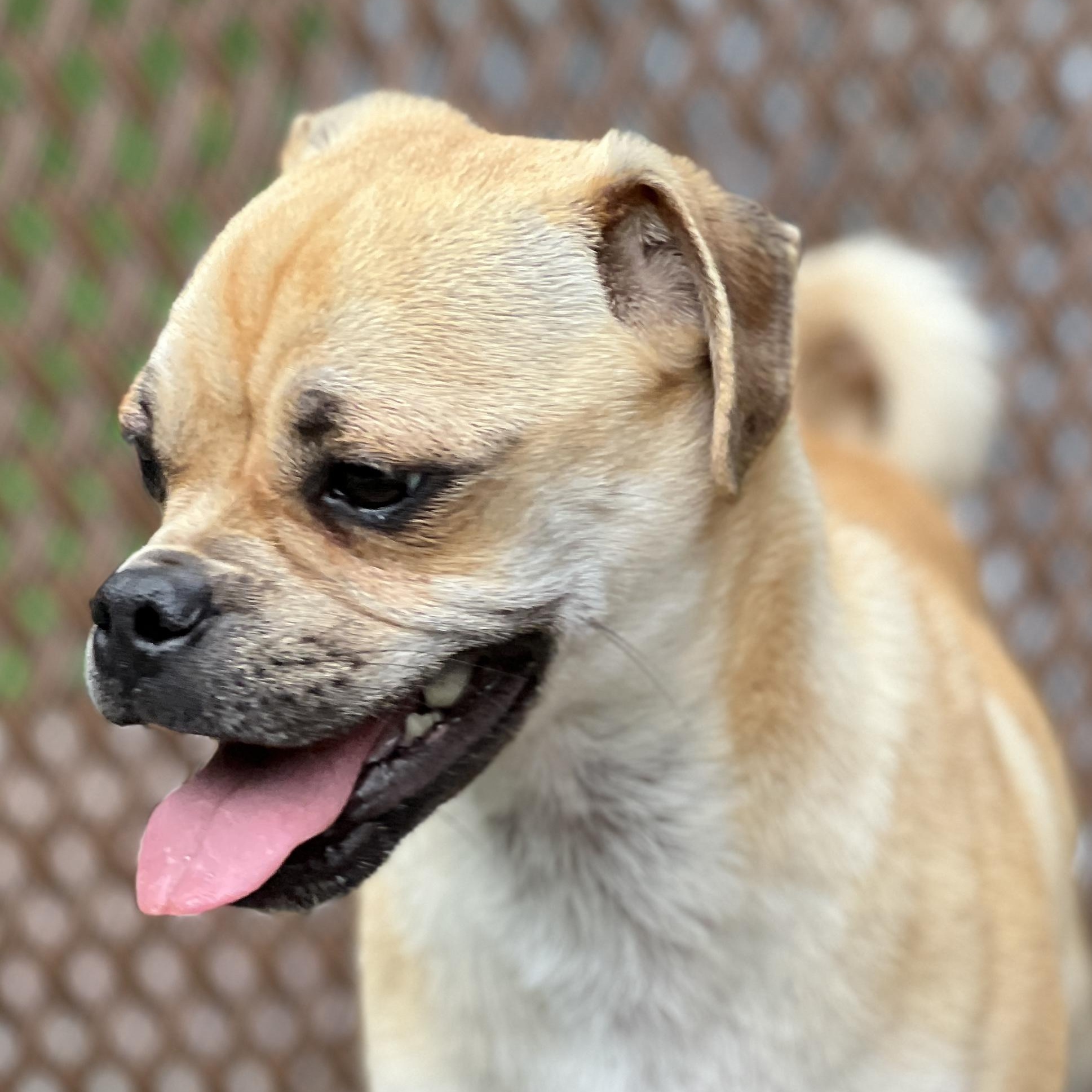 Enlarge Cindy Lou, a Adoptable mixed breed in High Point, NC image 2/6
