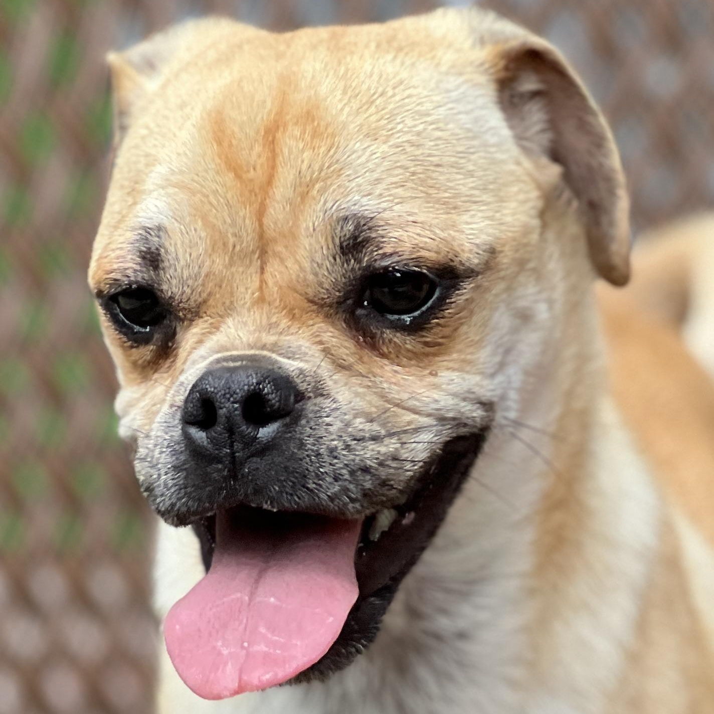 Enlarge Cindy Lou, a Adoptable mixed breed in High Point, NC image 4/6