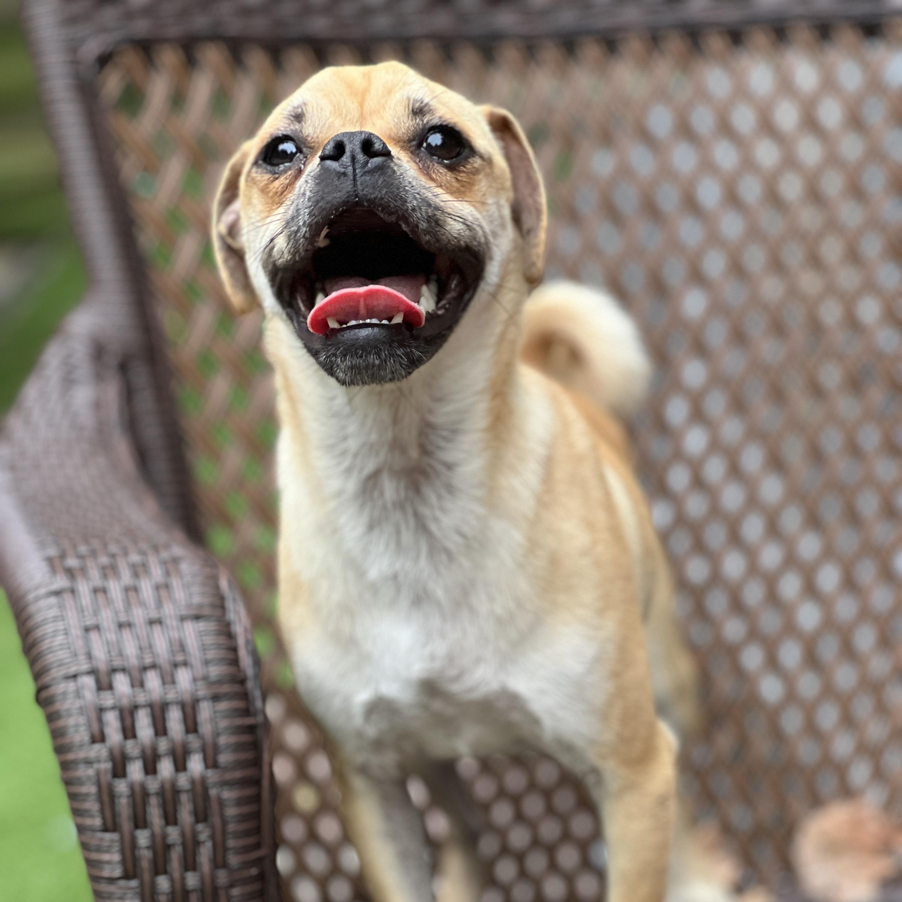 Enlarge Cindy Lou, a Adoptable mixed breed in High Point, NC image 5/6