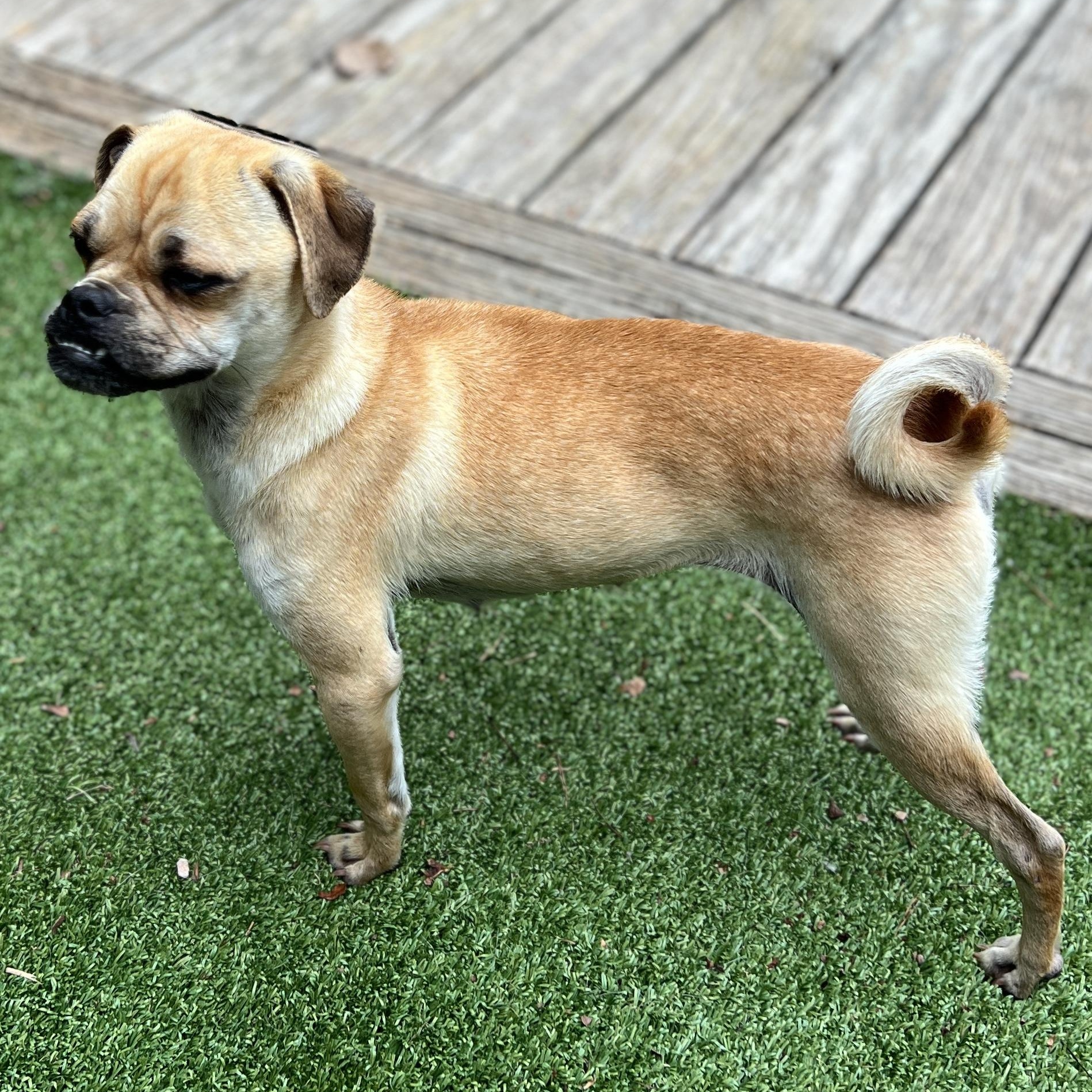 Enlarge Cindy Lou, a Adoptable mixed breed in High Point, NC image 3/6
