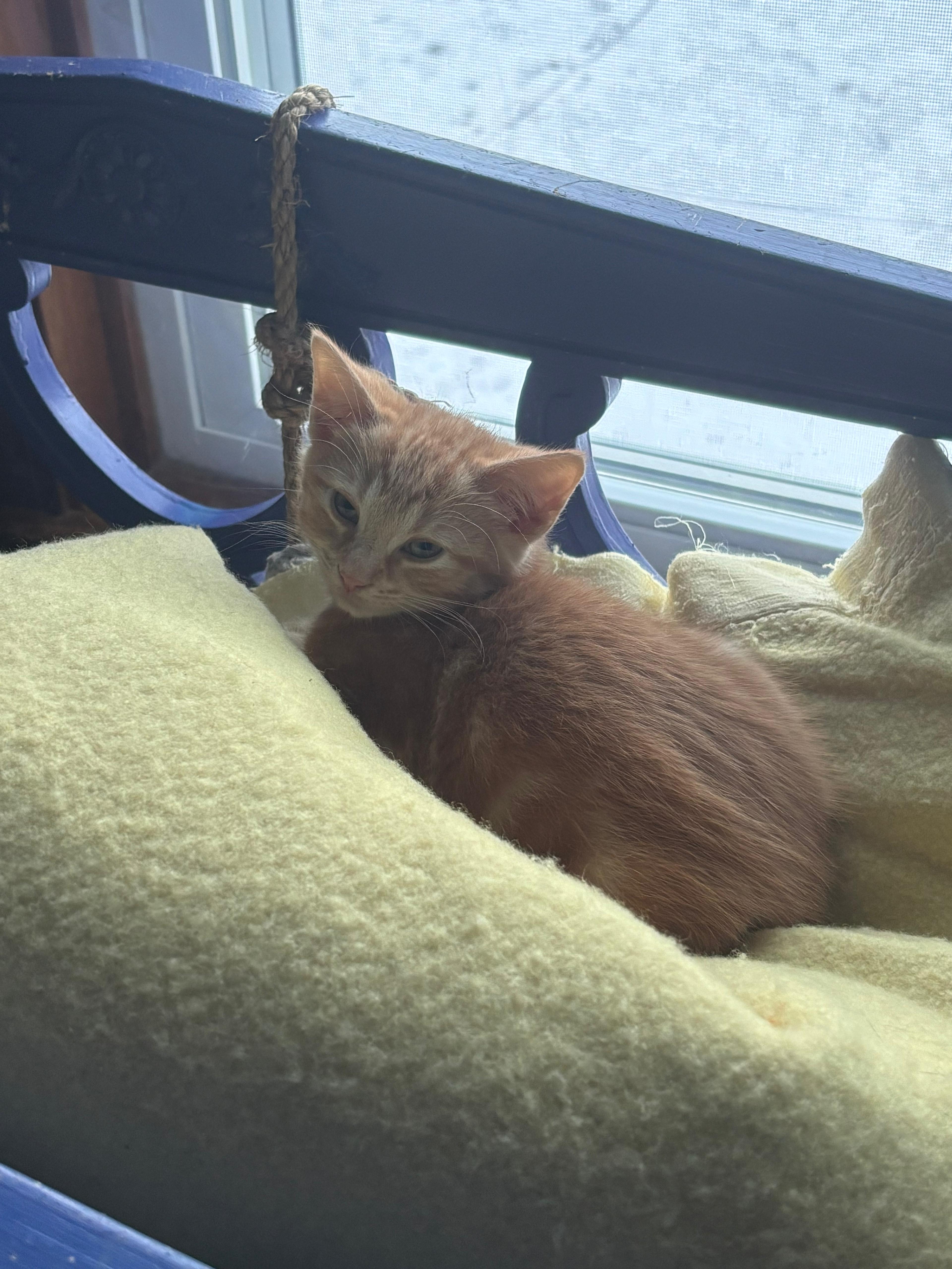 Rembrandt, ADOPTABLE, Kitten Male Domestic Short Hair.