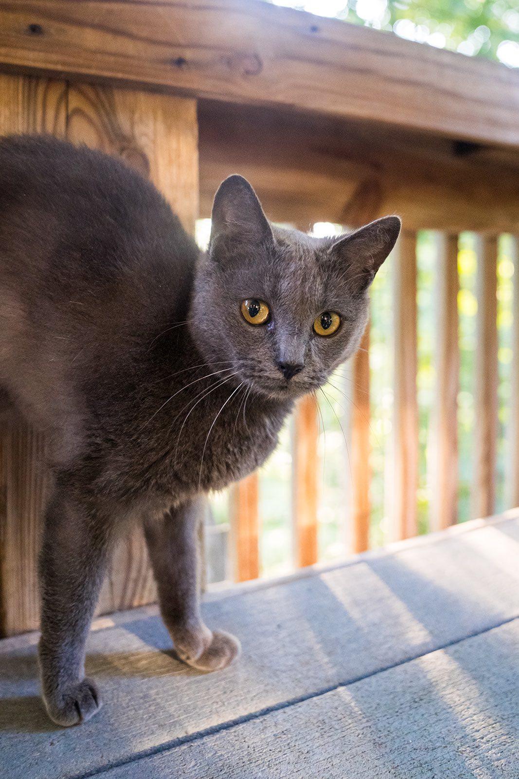 Laiken, Adoptable, Adult Female Domestic Short Hair.