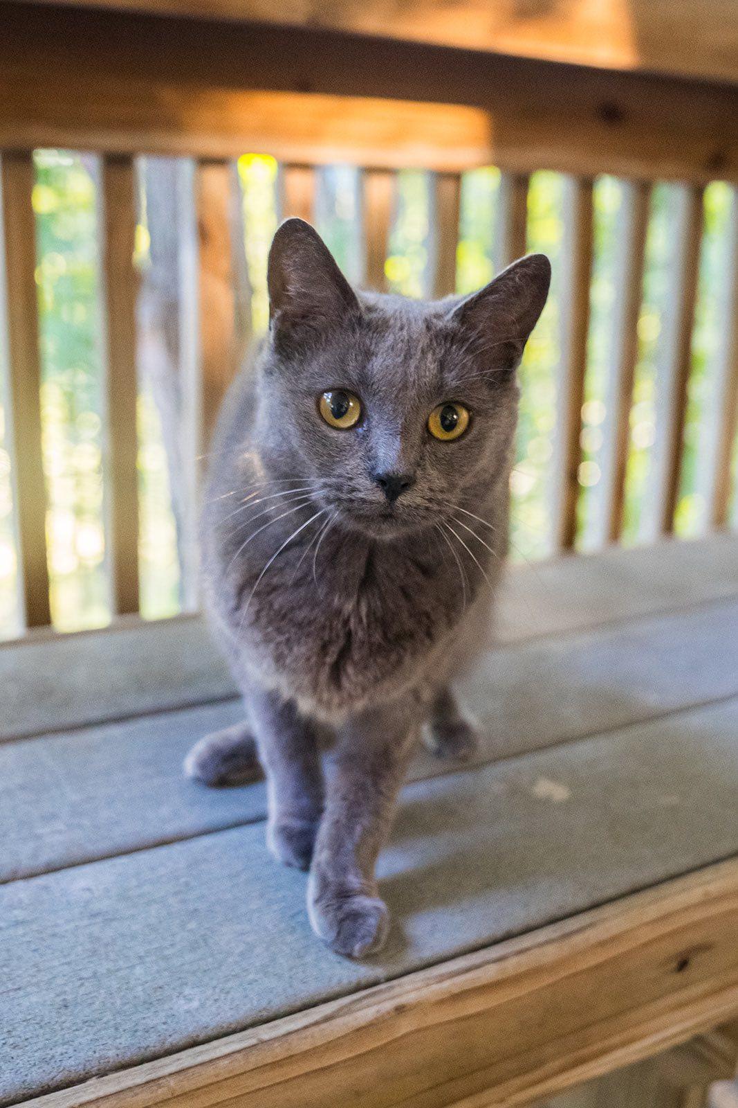 Laiken, a Adoptable Domestic Short Hair in Dellslow, WV image 2/6