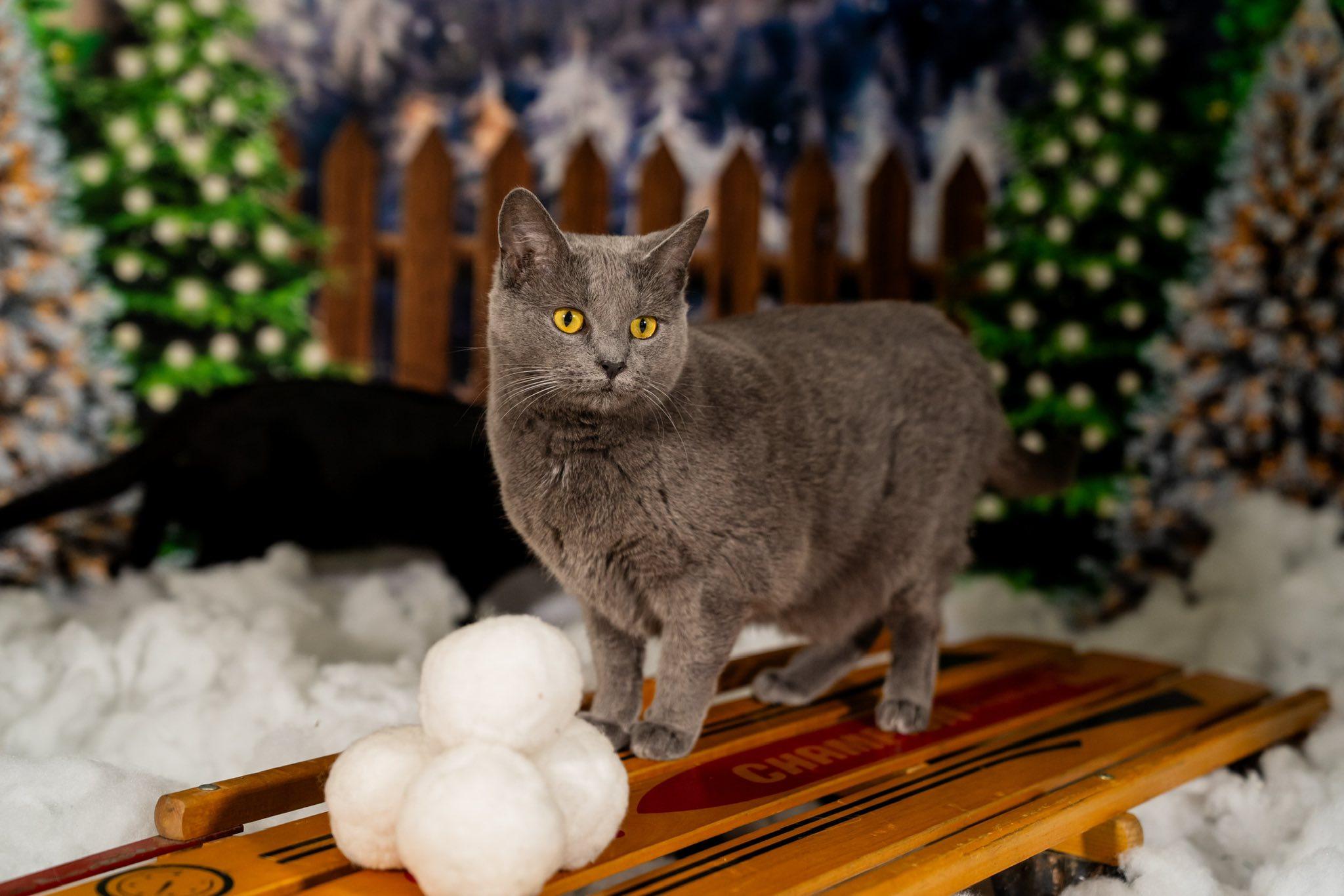 Laiken, Adoptable, Adult Female Domestic Short Hair.