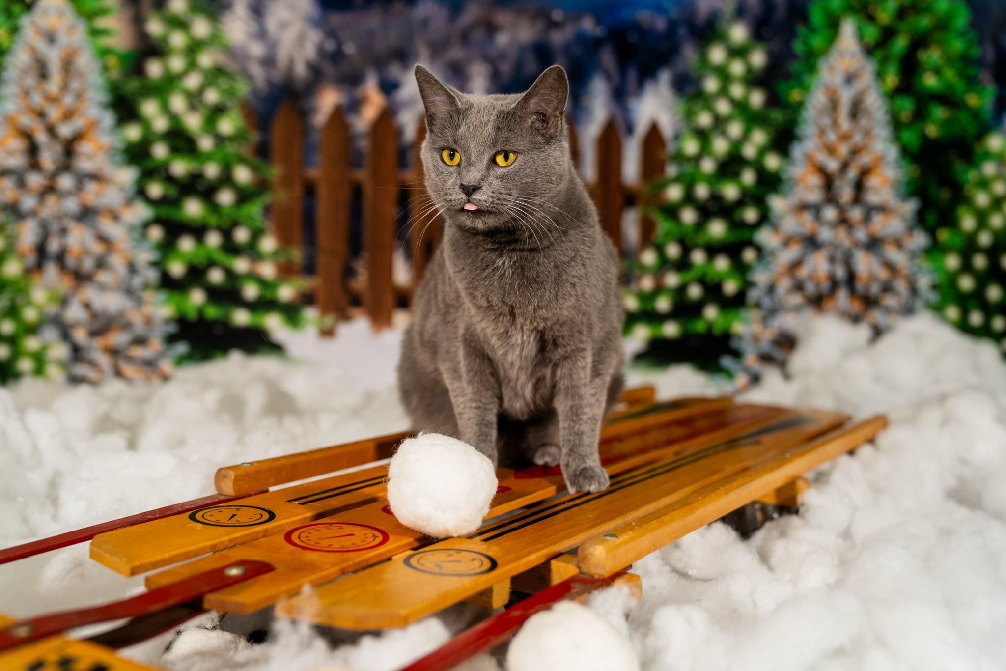 Enlarge Laiken, a Adoptable Domestic Short Hair in Dellslow, WV image 2/4