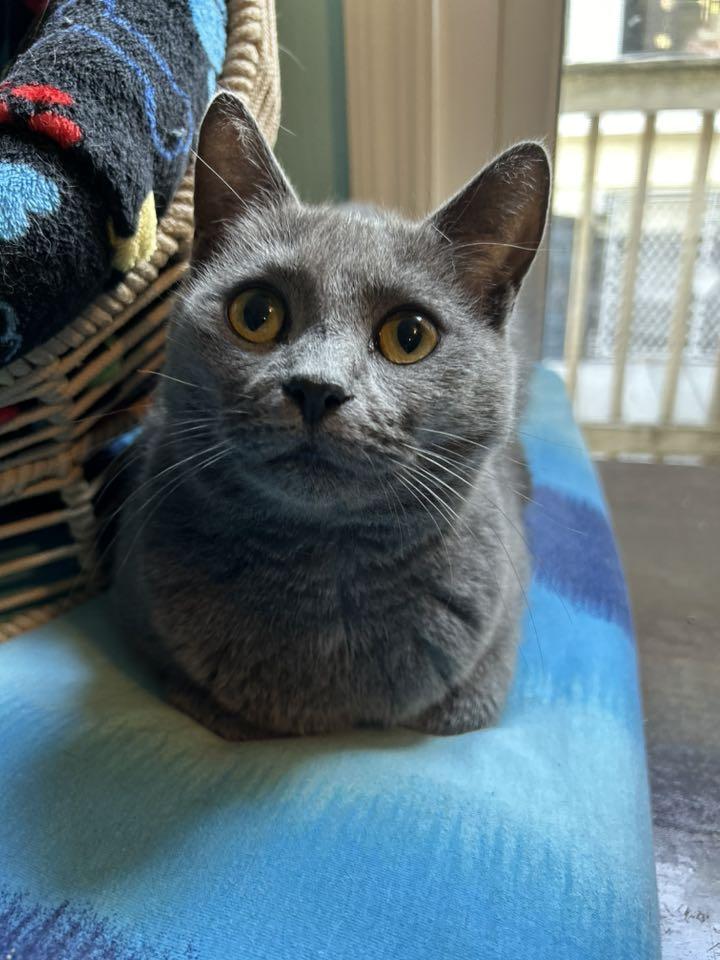 Laiken, a Adoptable Domestic Short Hair in Dellslow, WV image 4/6