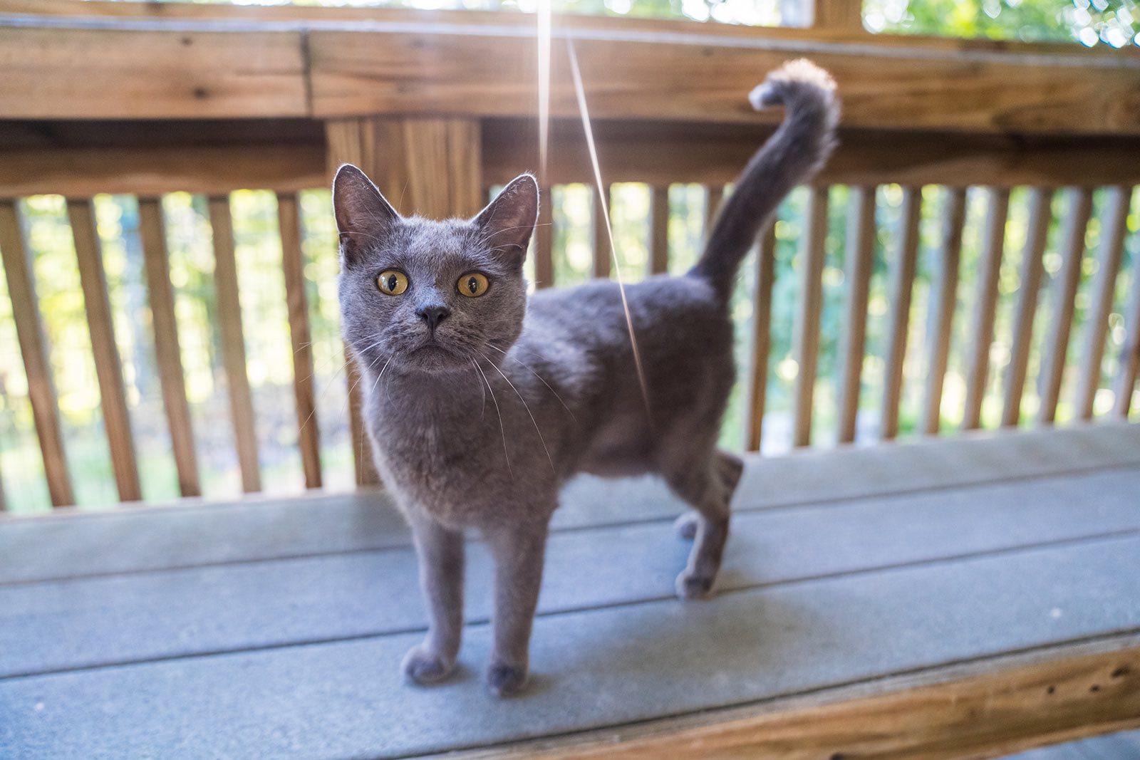 Laiken, a Adoptable Domestic Short Hair in Dellslow, WV image 5/6