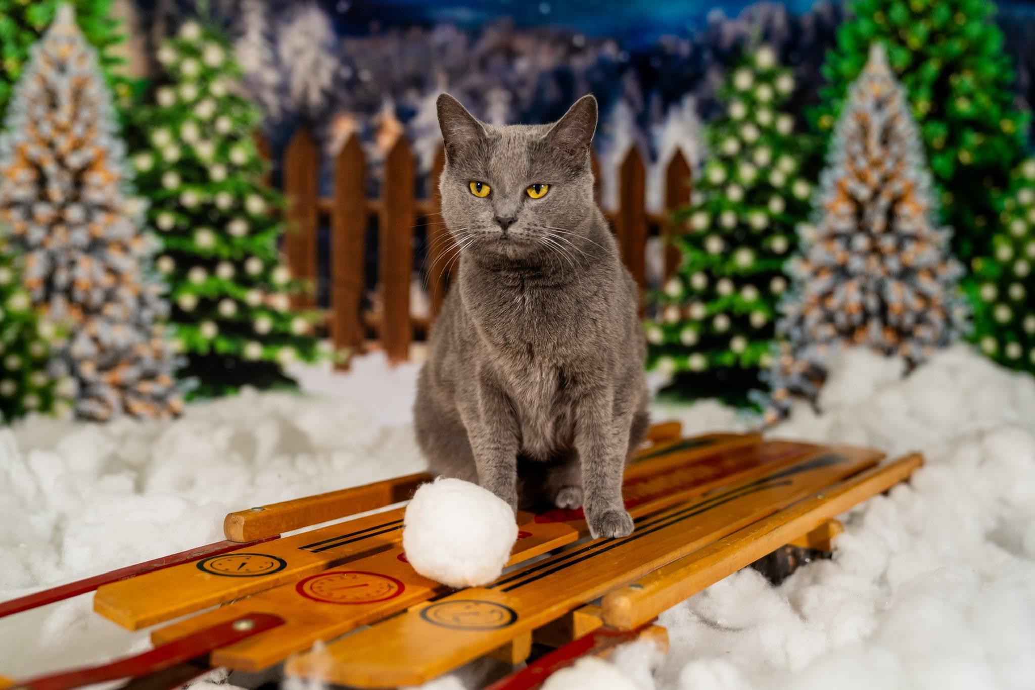 Enlarge Laiken, a Adoptable Domestic Short Hair in Dellslow, WV image 4/4