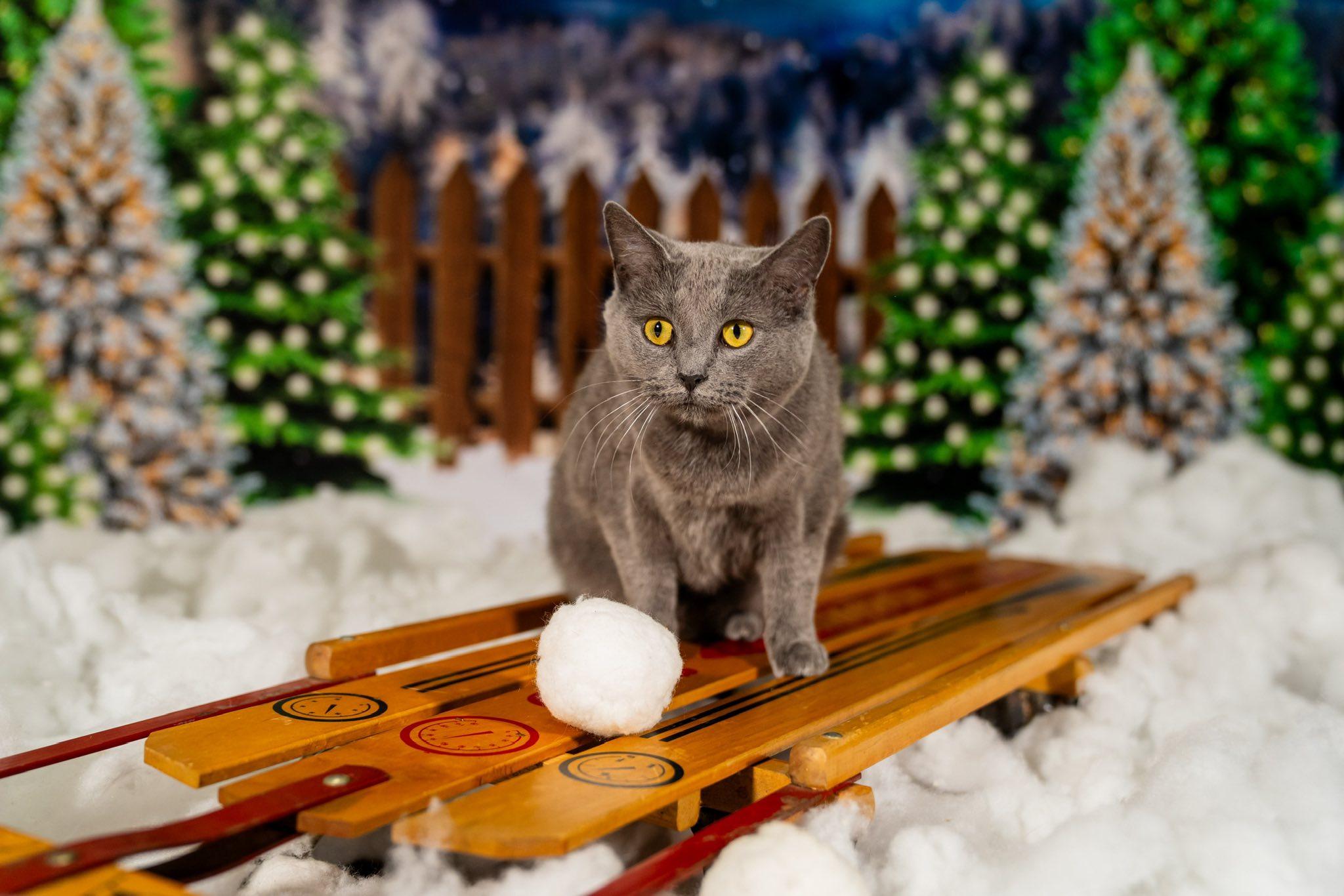 Enlarge Laiken, a Adoptable Domestic Short Hair in Dellslow, WV image 3/4