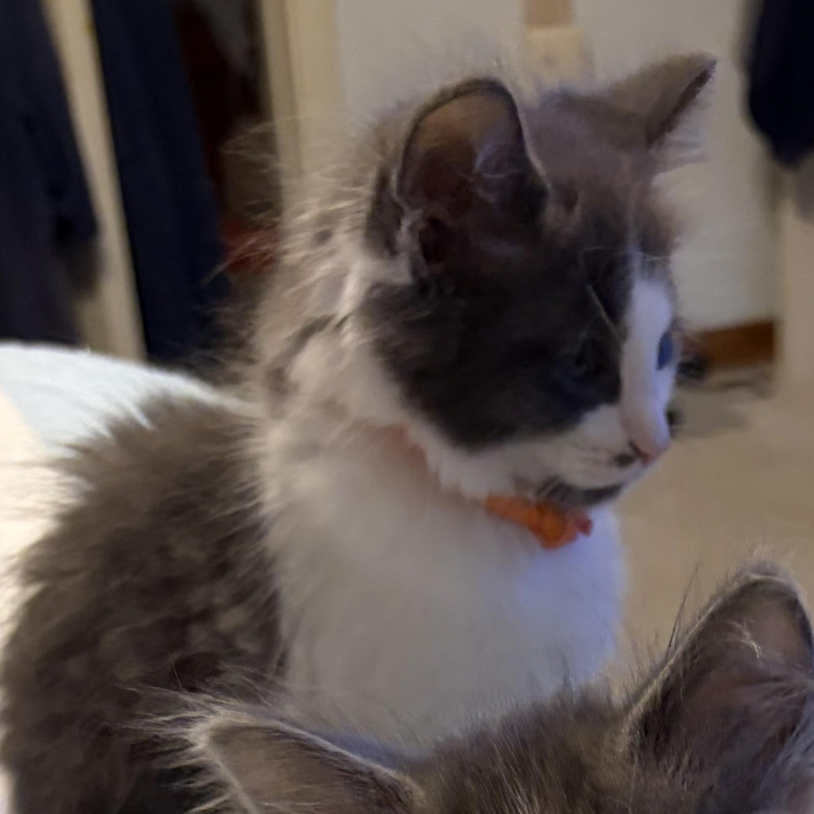 Alfie, Adopted, Kitten Male Domestic Long Hair.