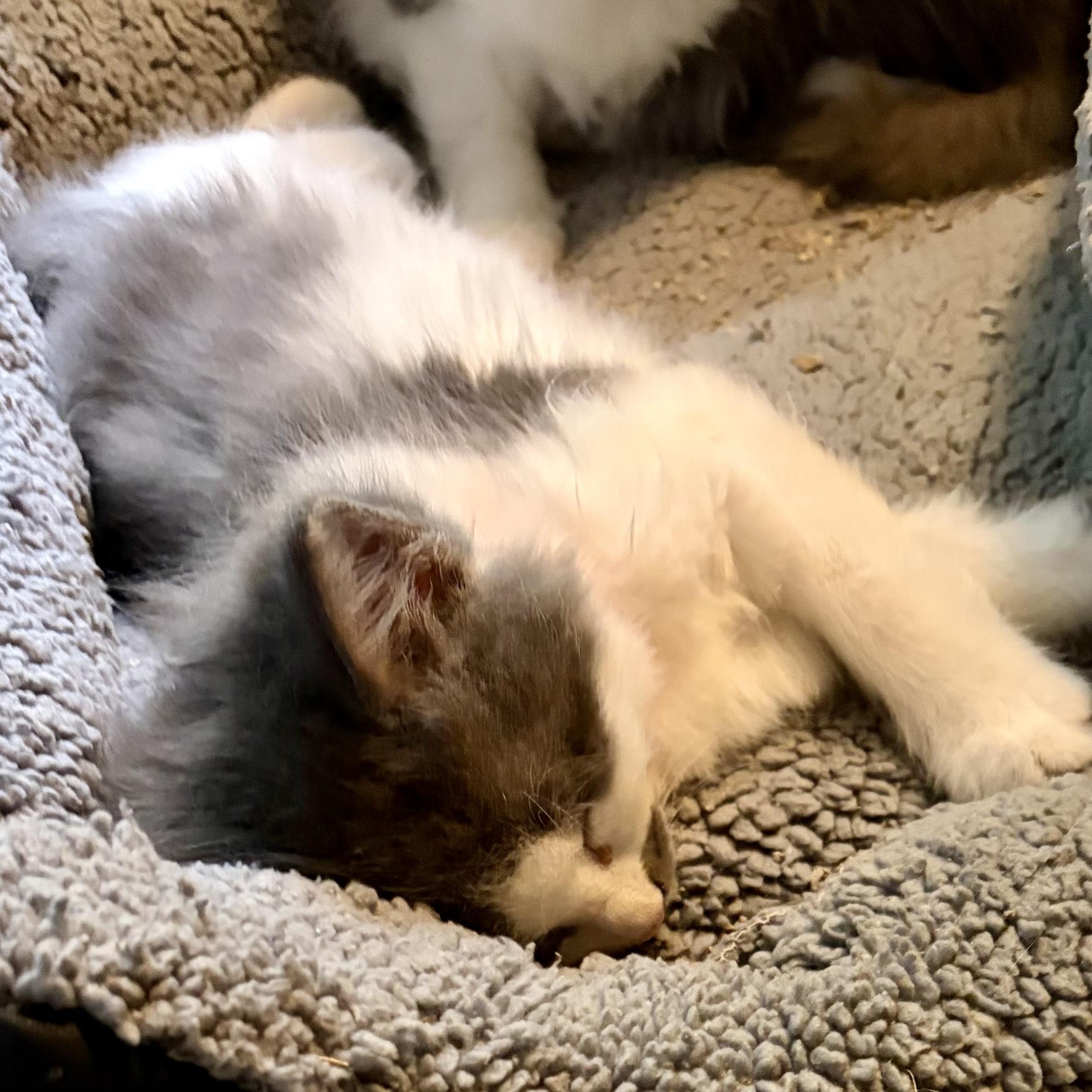 Enlarge Alfie, a Adopted Domestic Long Hair in Houghton Lake, MI image 2/3